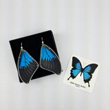Butterfly Wing Earrings - Papilio ulysses ulysses