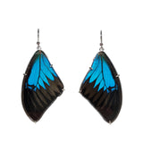 Butterfly Wing Earrings - Papilio ulysses ulysses