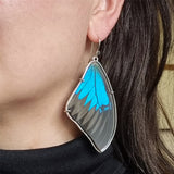 Butterfly Wing Earrings - Papilio ulysses ulysses