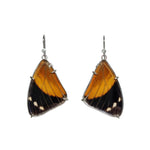 Real orange and black butterfly wings set in sterling silver as earrings sit on a white background