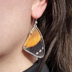 Real orange and black butterfly wings set in sterling silver as earrings being worn