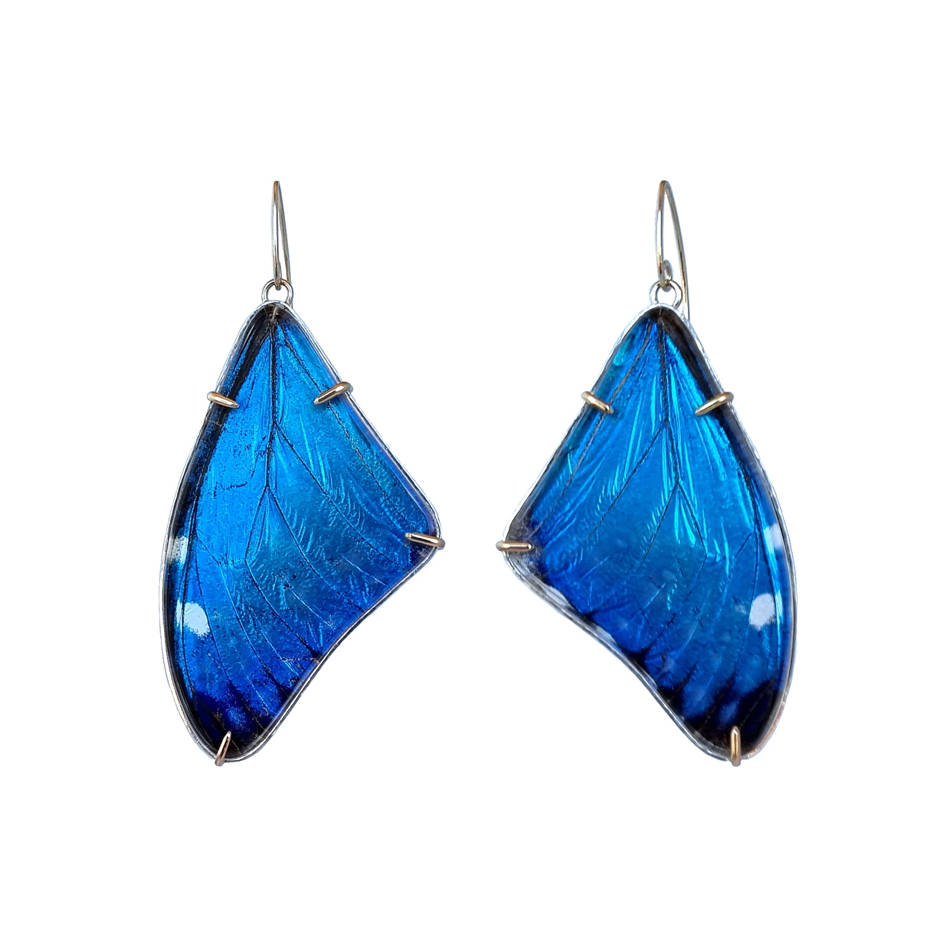 A pair of real butterly wing earrings set as earrings in solid sterling silver and solid gold. They are from the Morpho Marcus butterfly and are a bright, irridescent blue. The earrings are photographed on a studio white background.