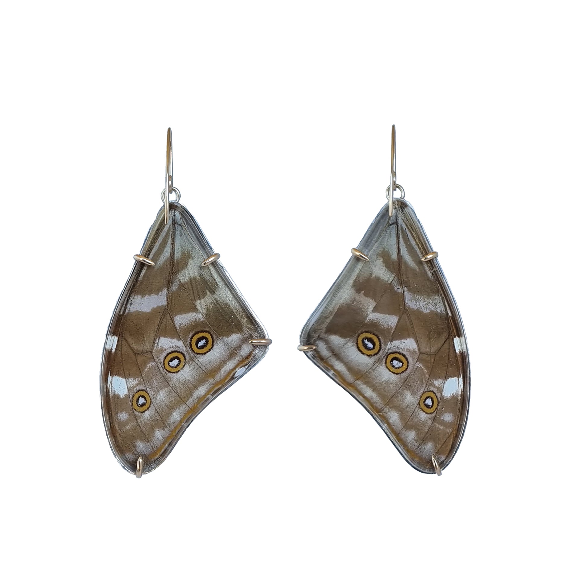 A pair of real butterly wing earrings set as earrings in solid sterling silver and solid gold. The back of the wings and earrings which are visible, show the naturally occuring brown and white variation pattern with the eye-like details... The earrings are photographed on a studio white background.