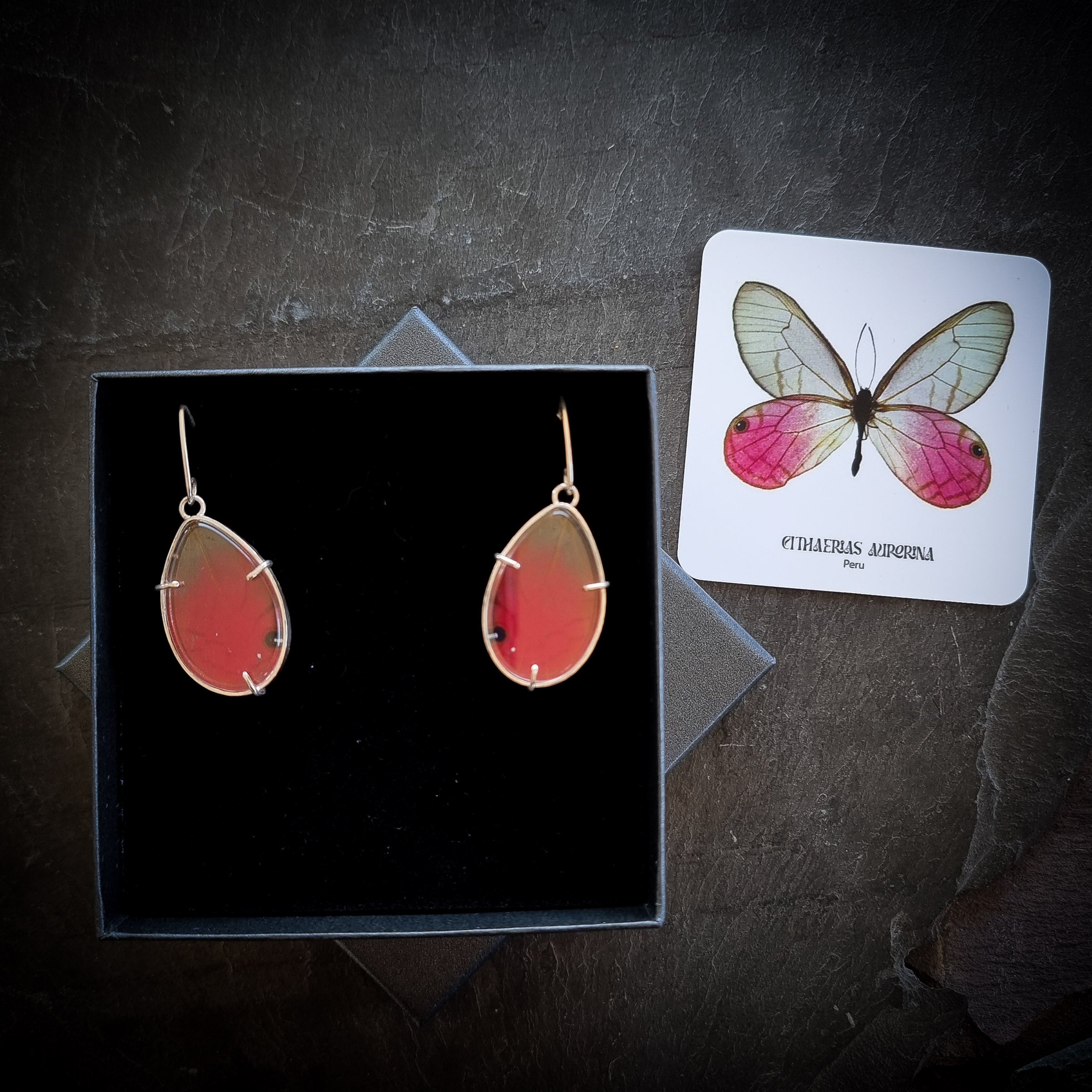 A pair of real Cithaerias aurorina Butterfly Wings set in sterling silver as earrings diplayed in a black gift box, along side an information card about the butterfly. There is a black slate background.